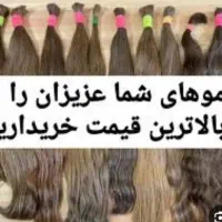 خریدار اصلی موی طبیعی بدون واسطه