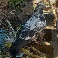 کبوتر پرشی