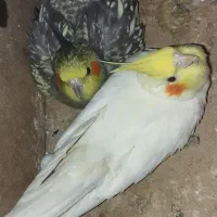 طوطی|پرنده|جلگه شوقان, |دیوار