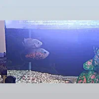 یک ماهی اسکار خوش پترن