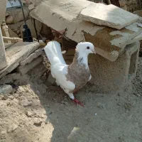 کبوتر|پرنده|چغادک, |دیوار