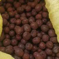 فروش زرشک عناب