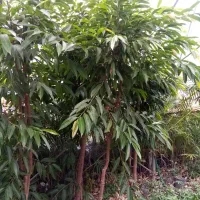 گل امستر کینگ|گل و گیاه طبیعی|رشت, دروازه لاکان|دیوار