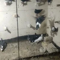 کفتر بوم|پرنده|رضویه, |دیوار