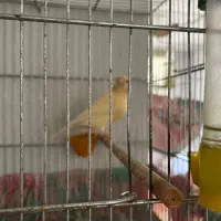 قناری ماده موزاییکی آماده