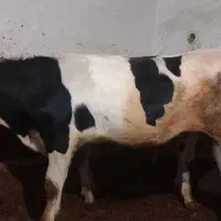 فروش گاو نر