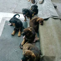 سگ روتوایلر اروپایی با مولد اصیل