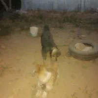 پاپی|سگ|شهرضا, |دیوار