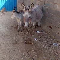 الاغ ماده