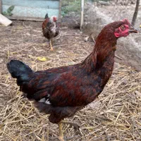 مرغ وخروس|حیوانات مزرعه|لاهیجان, لیالستان|دیوار