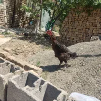 لاری