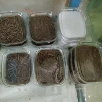 غذای ماهی با کیفیت