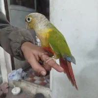 طوطی گرینچیک معاوضه با سهره یا قناری