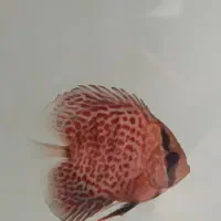 آکواریوم ودیسکس|ماهی|مشهد, وکیل‌آباد|دیوار