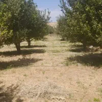۱هکتار باغ  نقد و اقساط
