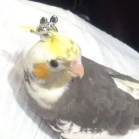 ی جفت عروس هلندی  همراه با ۳تا جوجه عروس دو ماهه|پرنده|بیضا, |دیوار