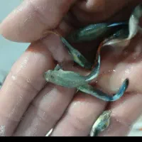 ماهی گوپی|ماهی|بجنورد, |دیوار