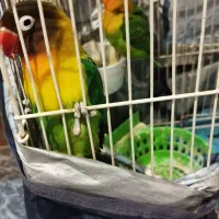 طوطی|پرنده|کوهدشت, |دیوار