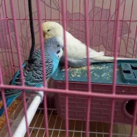 مرغ عشق انگلیسی