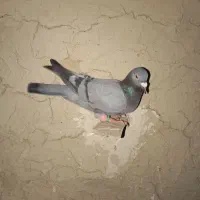 گم شده|پرنده|شیروان (خراسان), |دیوار