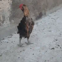 خروس لاری مینیاتوری