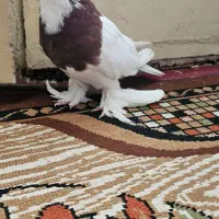 نر طوقی سرخ (معاوضه ام دارم)|پرنده|فلاورجان, |دیوار