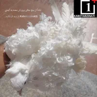 جکسون چتری شامپیون‌ آرشینگل تلسکوپی زاغ صرب یو