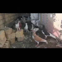 کبوتر|پرنده|مرودشت, ولایت|دیوار