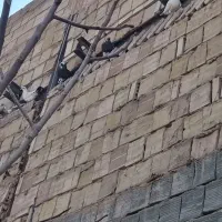 کبوتر|پرنده|مشهد, فدک|دیوار