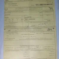 اسب نریان عرب مصری.|اسب و تجهیزات اسب‌سواری|آستانه اشرفیه, |دیوار