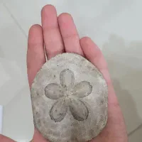 فسیل قدمت دار