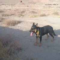 واگذاری سگ|سگ|نیشابور, فضل|دیوار