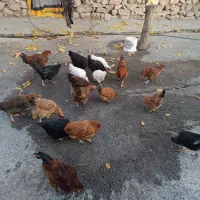 ۳۵ تا مرغ خروس|حیوانات مزرعه|فیروزآباد (لرستان), |دیوار