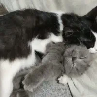 گربه زیبا|گربه|قائم‌شهر, |دیوار