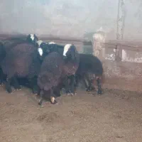 گوسفند شال|حیوانات مزرعه|تاکستان, |دیوار