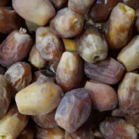 قصب(خرمای)زاهدی|عمده‌فروشی|جهرم, |دیوار