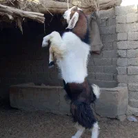 کره|حیوانات مزرعه|زابل, |دیوار