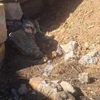 سگ پژدر اصل