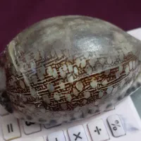 صدفهای بزرگ سنگی|صنایع دستی و سایر لوازم تزئینی|دماوند, مسکن مهر گیلاوند|دیوار