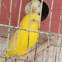 یک جفت مرغ عشق هلندی مولد بدون قفس