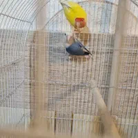 جفت کوتوله رو تخم