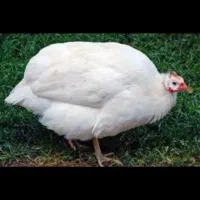 سیساک رنگ سفید