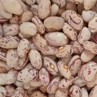 فروش لوبیا چیتی درجه یک