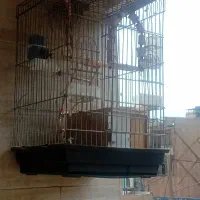 قفس