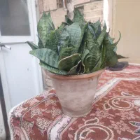 گل طبیعی کلمی