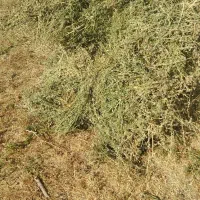 یونجه