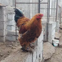 خروس برهما|حیوانات مزرعه|جلفا, |دیوار