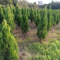 فروش کامیس نوکدار زمینی