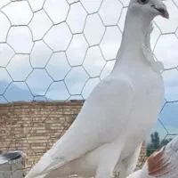 کبوتر فری نر
