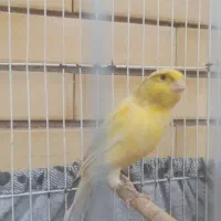 فروش تعدادی قناری